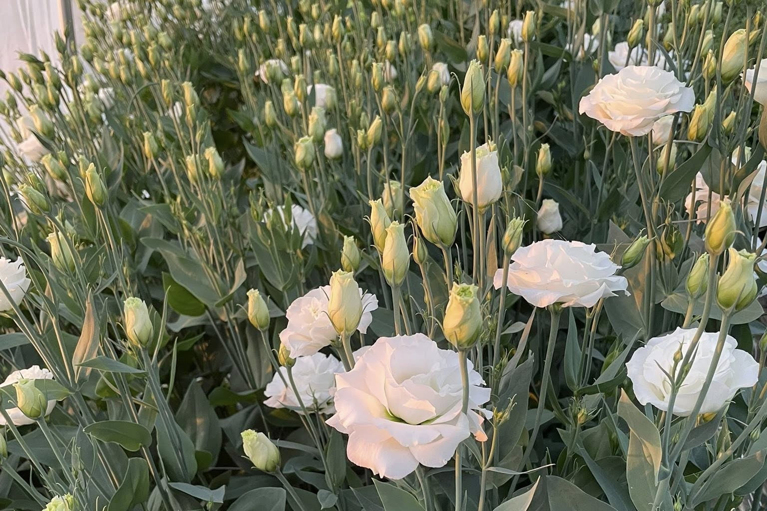 Seasonal spring flowers grown on a Texas flower farm with garden-style movement