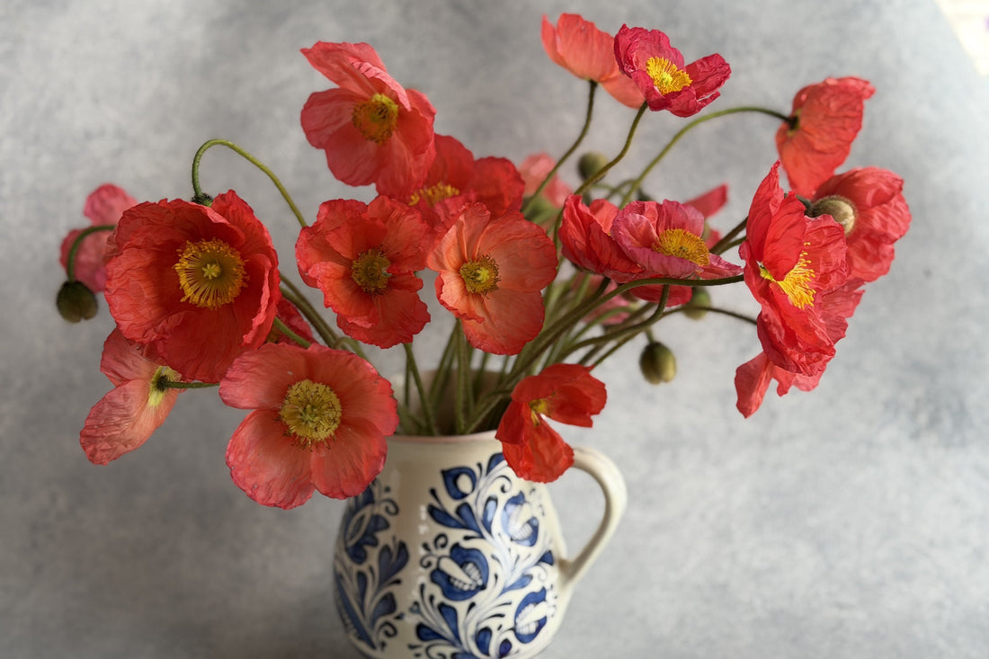 Farm-Grown Poppies: A True Sign of Spring