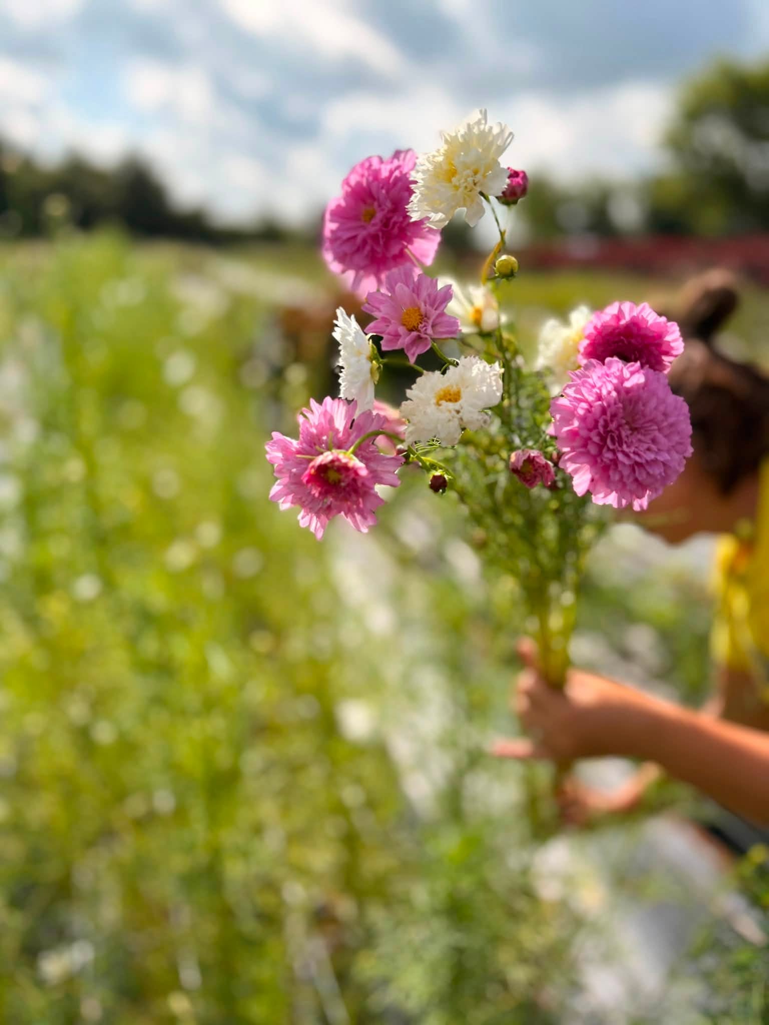 Everyday Flowers gathered fresh from the fields at Bella Vista Flower Farm