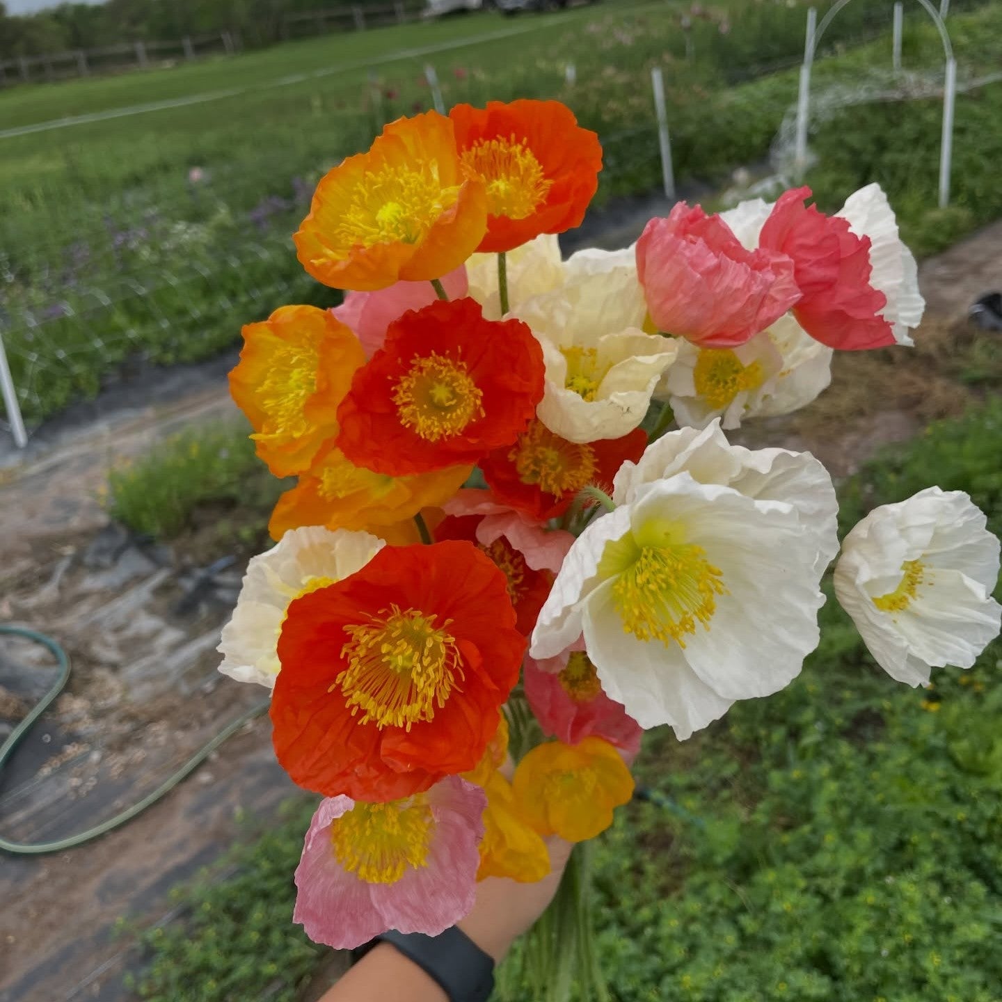 Farm-grown Icelandic poppies in soft spring colors, freshly harvested at Bella Vista Flower Farm in Brenham, Texas
