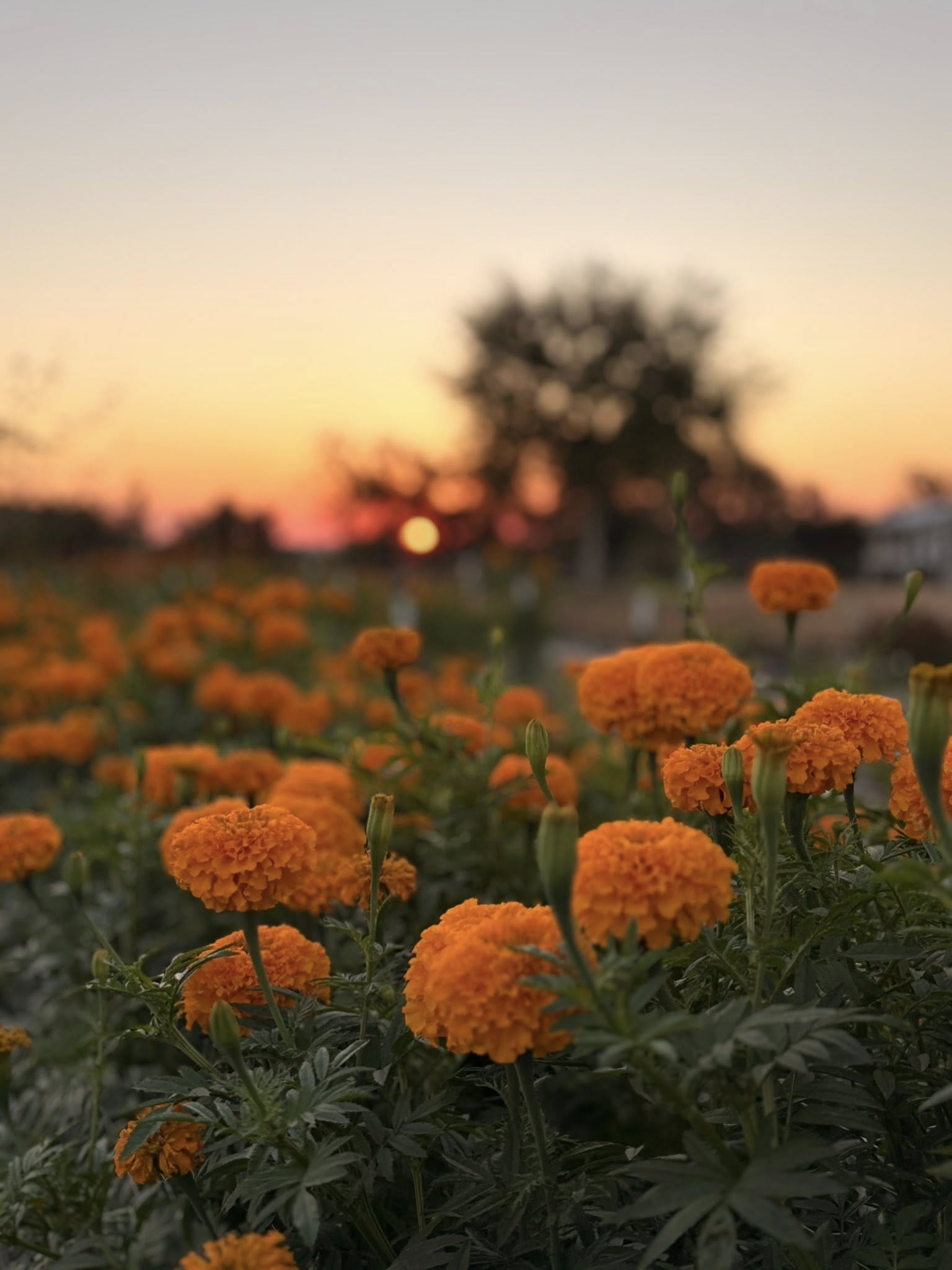 Field of marigolds growing at Bella Vista Flower Farm in Brenham, Texas