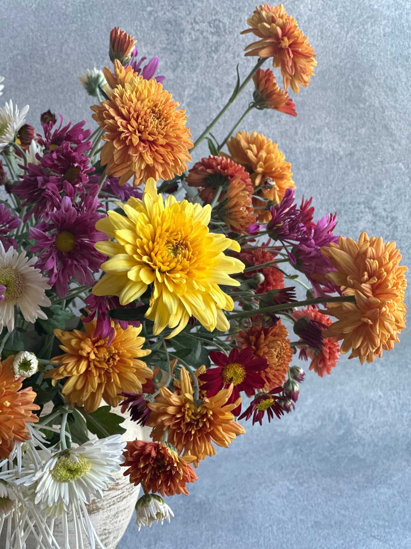 Heirloom Mums (Farmer's Choice)