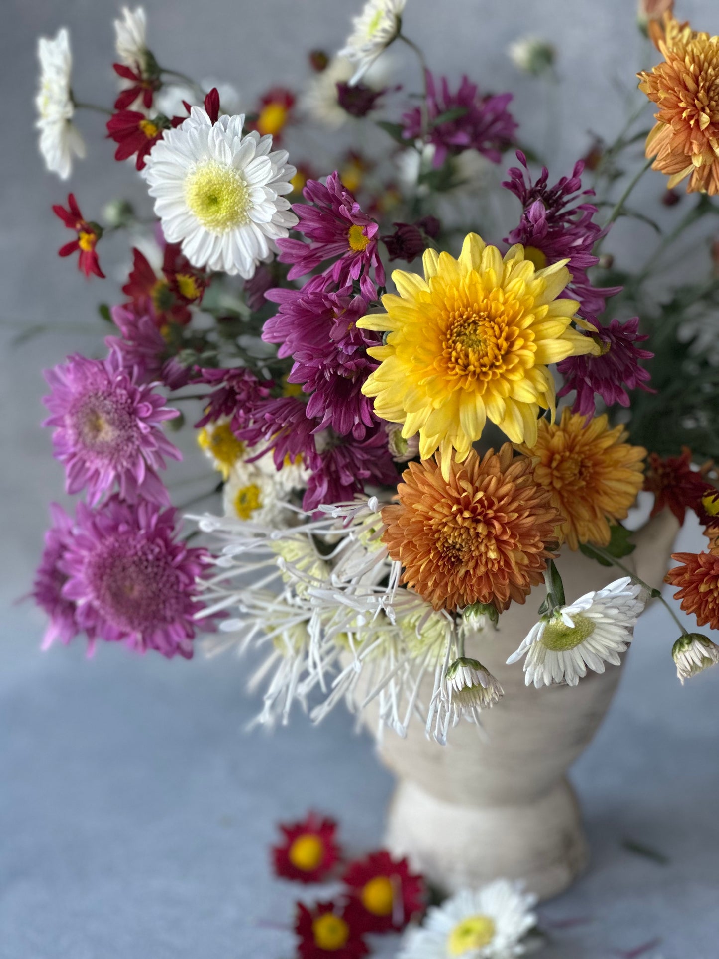 Heirloom Mums (Farmer's Choice)