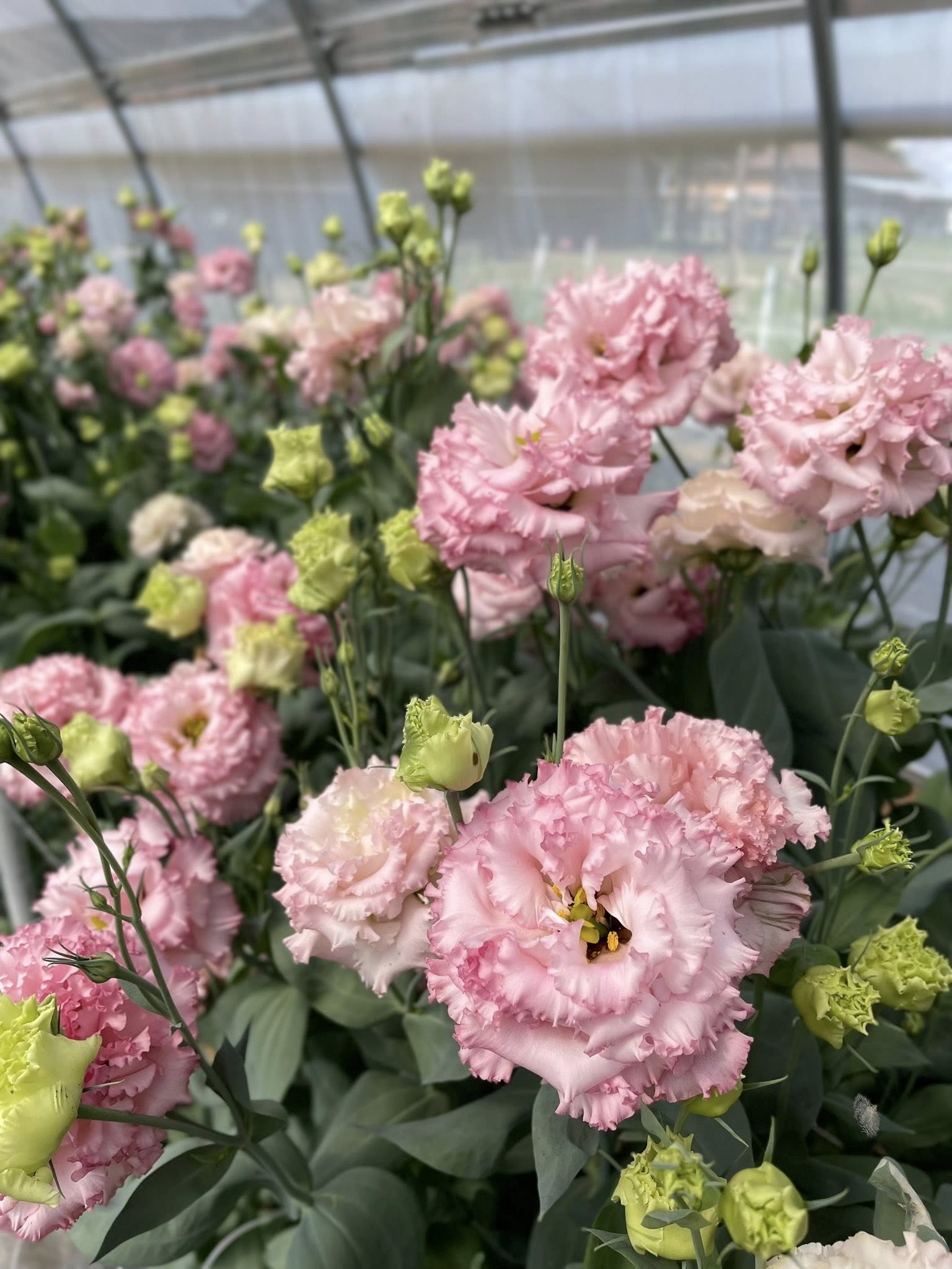 Lisianthus flowers growing in the greenhouse at Bella Vista Flower Farm