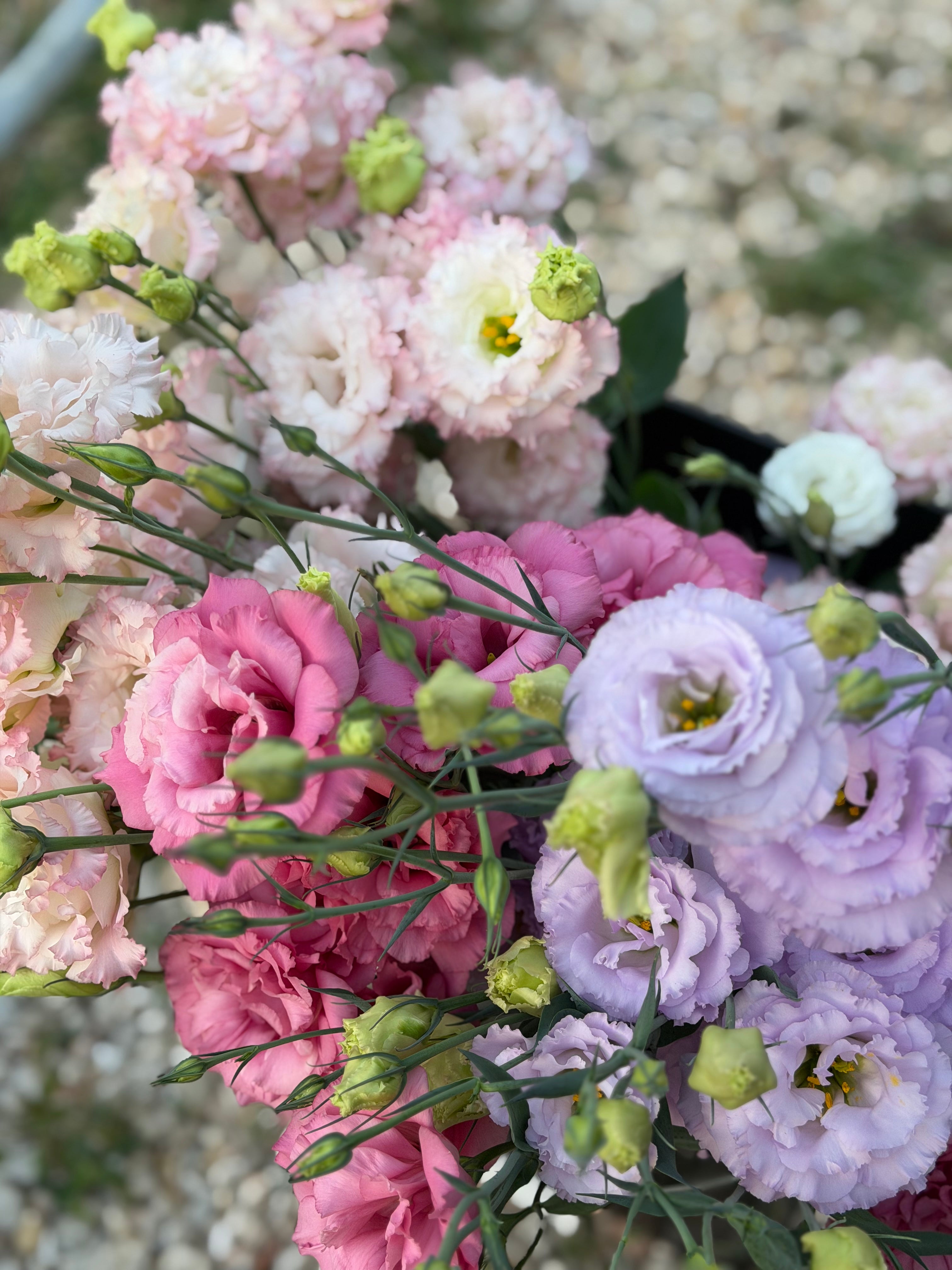 Lisianthus flowers gathered for The Lisianthus Season at Bella Vista Flower Farm Brenham Texas