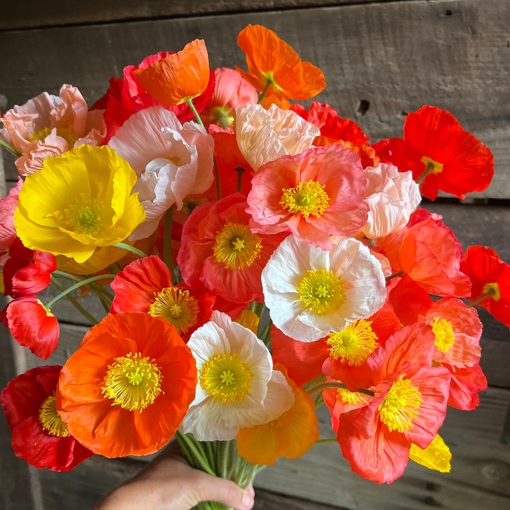 Spring Poppies | Pre-Order