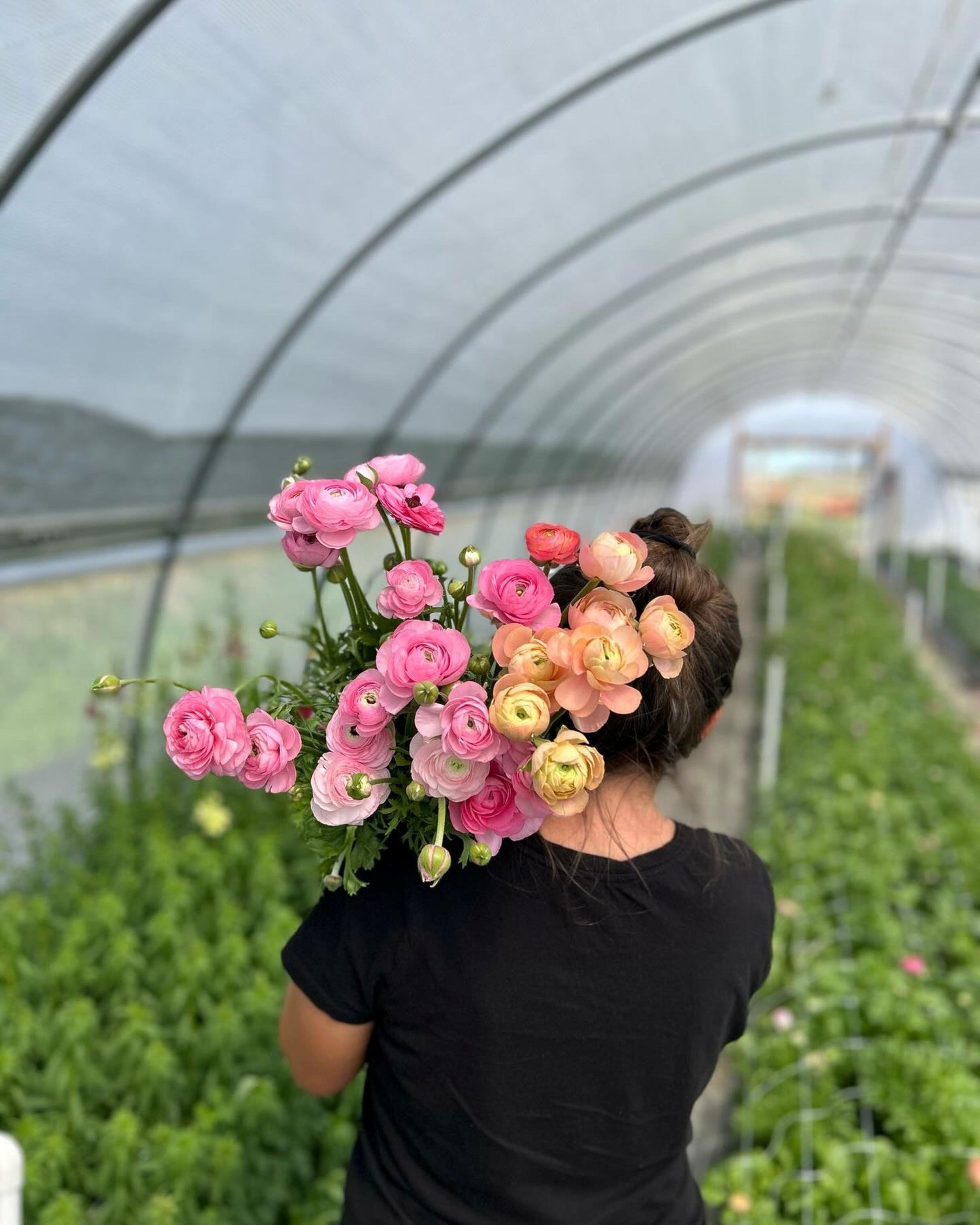 Seasonal flowers growing inside the greenhouse at Bella Vista Flower Farm near Brenham, Texas
