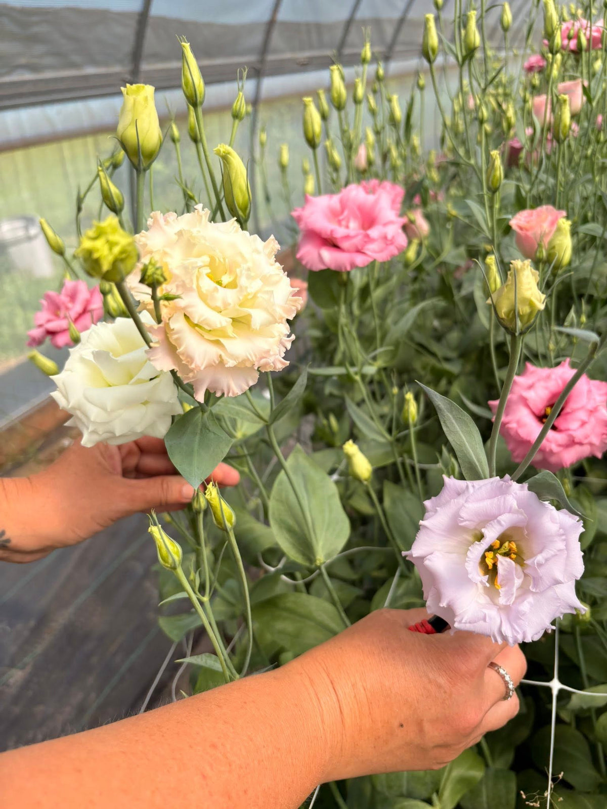 Fresh seasonal stems being harvested by hand at Bella Vista Flower Farm