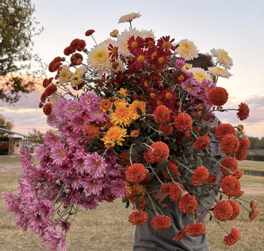 Heirloom Mums (Farmer's Choice)