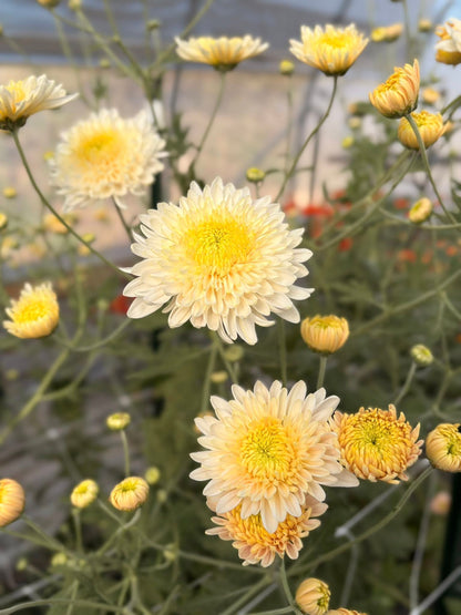 Heirloom Mums (Farmer's Choice)