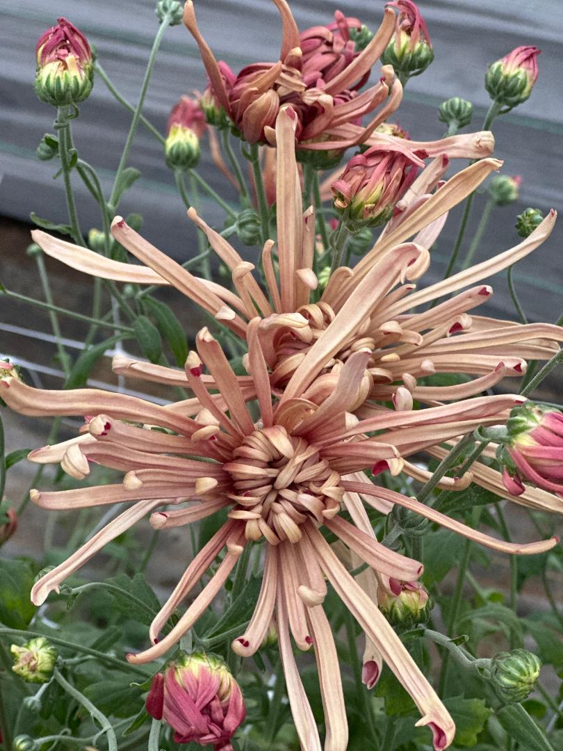 Heirloom Mums (Farmer's Choice)