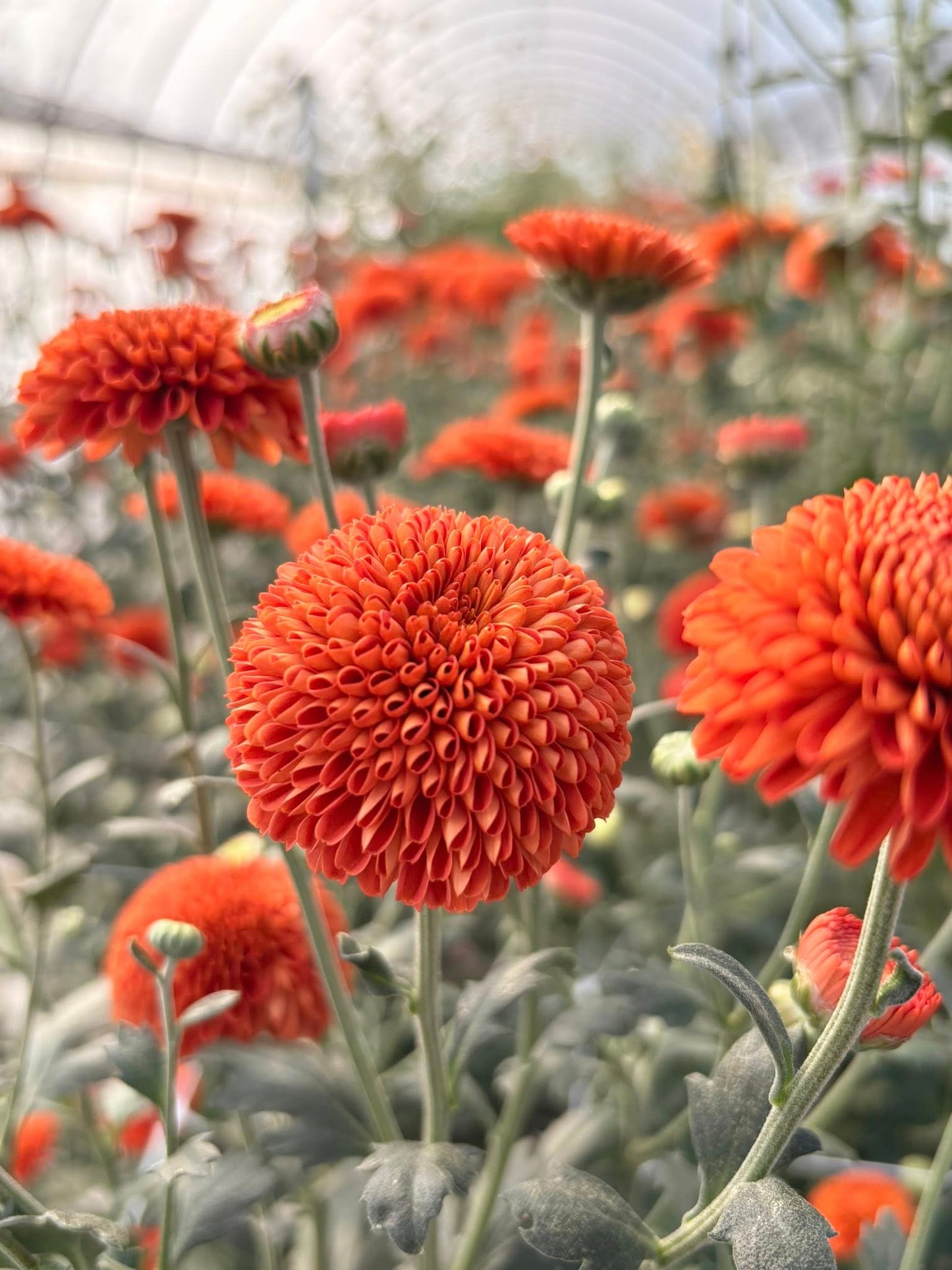Heirloom Mums (Farmer's Choice)