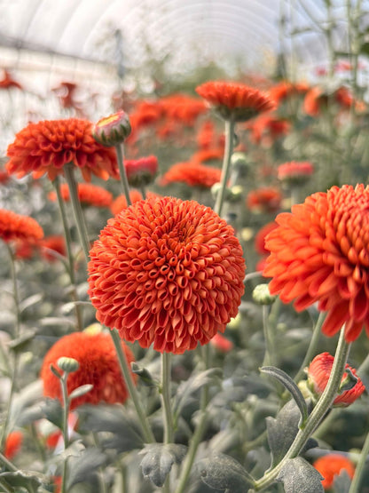Heirloom Mums (Farmer's Choice)