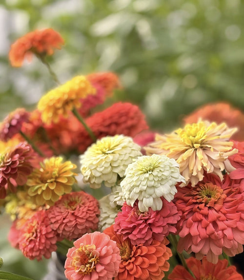 Bella Vista Flower Club | Monthly Seasonal Flower Subscription